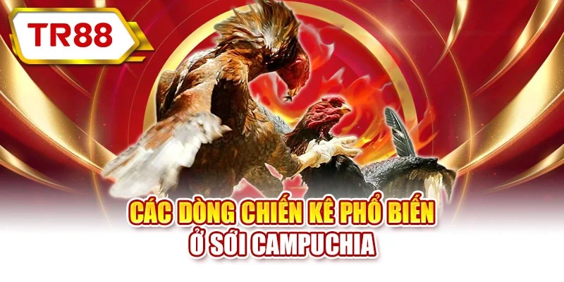 Các dòng chiến kê phổ biến ở sới Campuchia