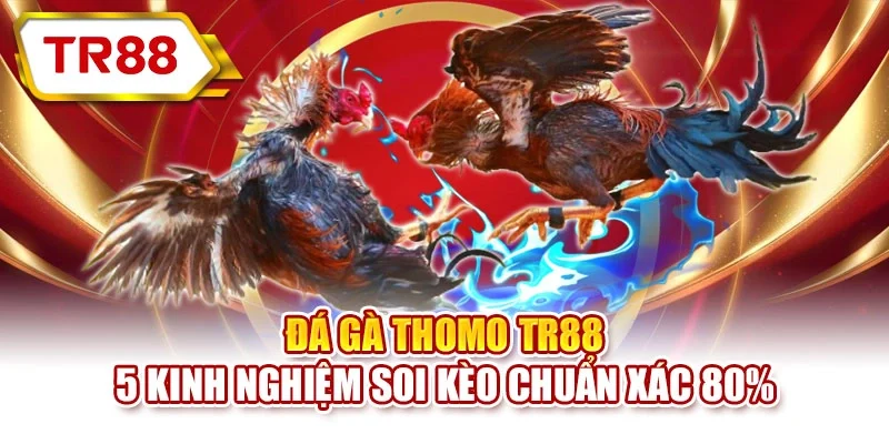 Đá gà Thomo