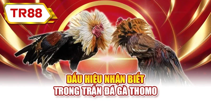Dấu hiệu nhận biết trong trận đá gà Thomo