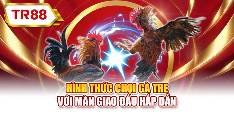 Hình thức chọi gà tre với màn giao đấu hấp dẫn