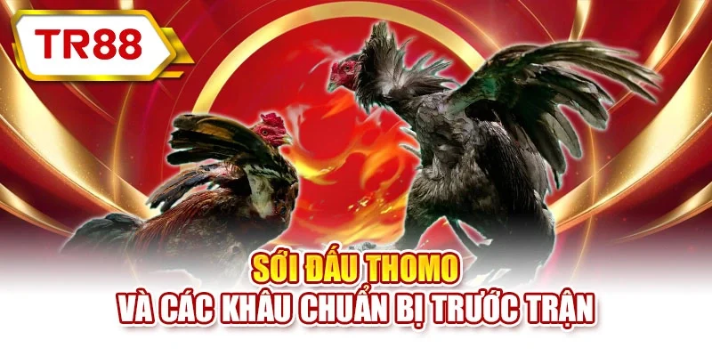 Sới đấu Thomo và các khâu chuẩn bị trước trận