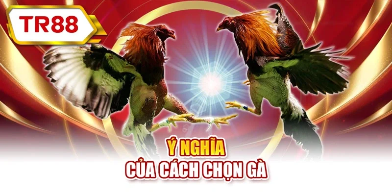 Ý nghĩa của cách chọn gà